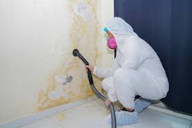 Why You Should Choose Our Mold Remediation Services in Burbank, WA